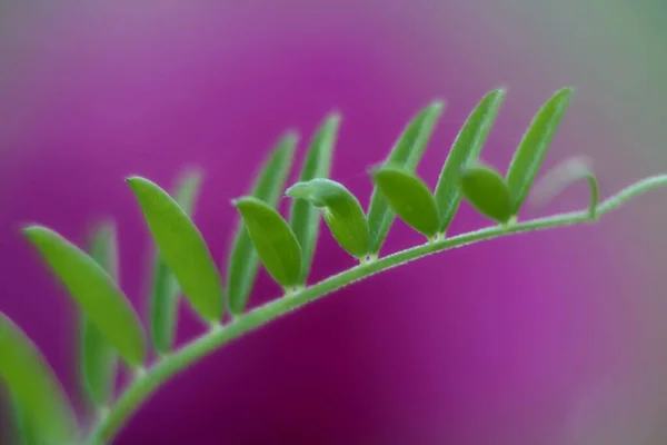 Vicia Zelené Listy Růžové Rozmazané Květinové Pozadí — Stock fotografie