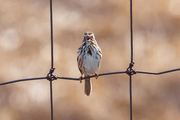 Song Sparrow Tel Örgülerde Şarkı Söylemesini Kapatın — Stok fotoğraf