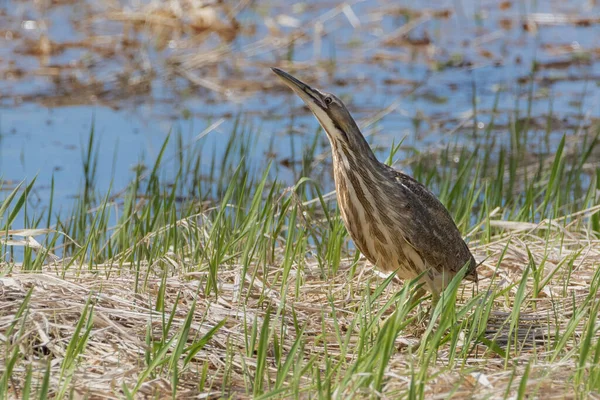 Amerikan Bittern Kuşunun Yakınında Suyun Yanındaki Çim Tarlasında Duruyor — Stok fotoğraf