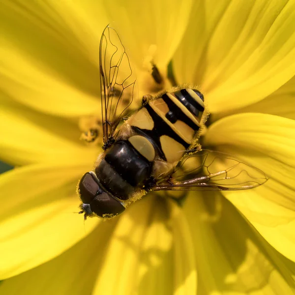 Yellow Hover Fly Yellow Helianthus Flower — Stock Photo, Image