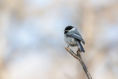 Ölü bir ağaç dalının tepesine tünemiş şirin siyah başlıklı tavuklara yaklaş.