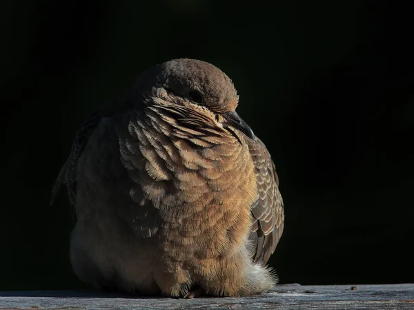 Extrémní Zblízka Odpočinku Truchlící Holubice Černém Pozadí Ukazuje Peří Struktura — Stock fotografie