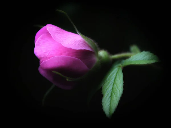 Nahaufnahme Der Blühenden Rosenblüte Vor Schwarzem Hintergrund — Stockfoto