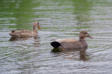 Erkek ve dişi Gadwall ördeklerini suya yakın tutun.