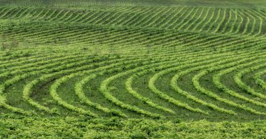 Tarım arazisi yeşil alan eğrileri tasarımı