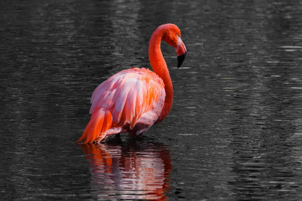 Rode Flamingo Staand Zwart Water — Stockfoto