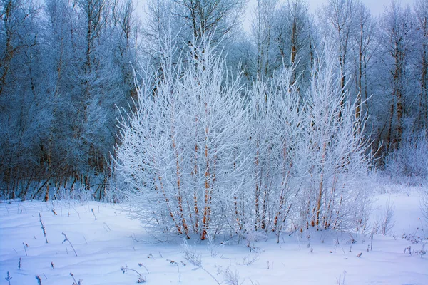 Pequeños Árboles Esmerilados Campo Nieve Forestal —  Fotos de Stock