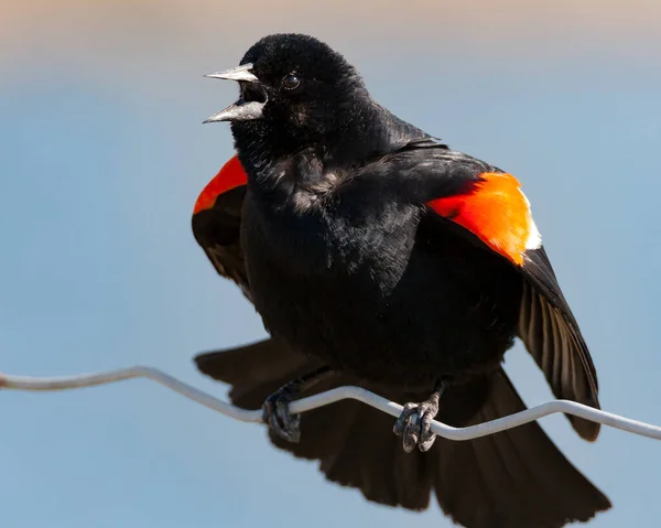 Extremo Close Gritando Blackbird Asa Vermelha — Fotografia de Stock