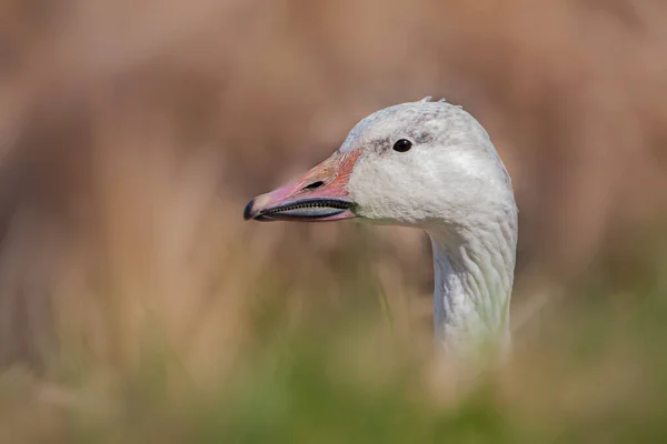 Snow Goose Portréja Amint Kidugja Fejét Fűmezőn — Stock Fotó