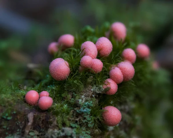 Extremo Close Pink Slime Puffballs Cogumelos Musgo Verde Toco Árvore — Fotografia de Stock