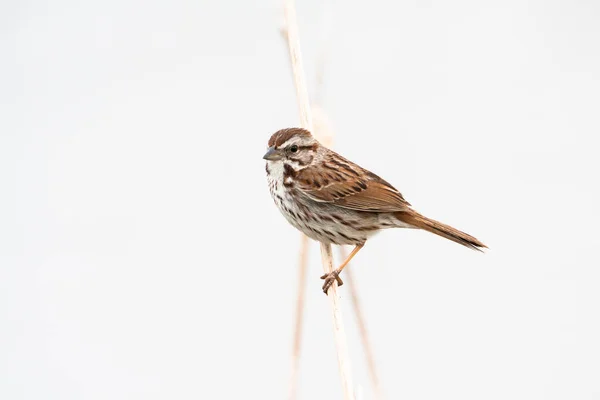 Song Sparrow Beyaz Arka Planda Duran Ince Dalına Yakın Yüksek — Stok fotoğraf