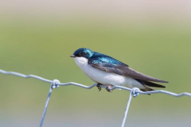Mavi ve beyaz Ağaç Kırlangıç Kuşu beyaz tellere tünemiş