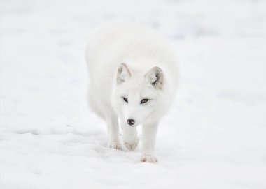 Kuzey Kutbu tilkisinin karda yürüyüşünü yakından izleyin.
