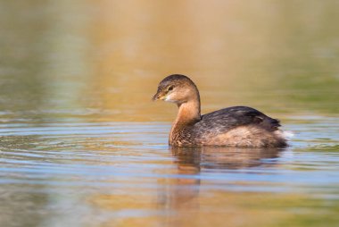 Pied gagalı Grebe Sonbahar renklerinde