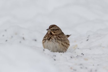 Song Sparrow kardaki kuş yemi tanelerini yiyor.