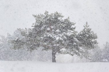Tarladaki çam ağaçlarına yoğun kar yağışı