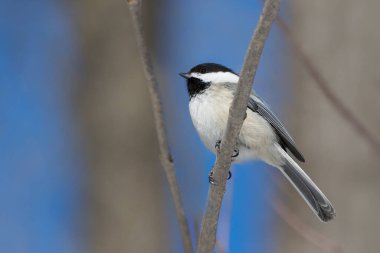 Siyah şapkalı Chickadee 'yi mavi gökyüzüne yakın tut.