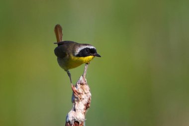 Close up of Common Yellowthroat on cattail clipart