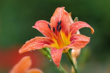 Turuncu ve sarıya yakın. Yoğun yağmurdan sonra yumuşak ışıkta Lily çiçeği.