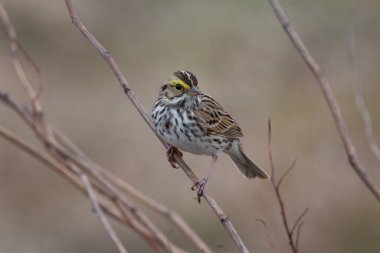 Savannah Sparrow 'a yaklaş, dalda durup fotoğrafçıya bak.