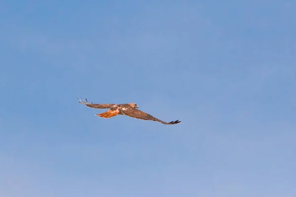 Red tailed Hawk flying in blue sky