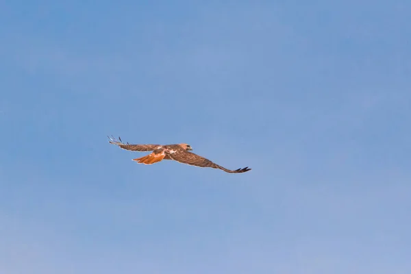 Halcón Cola Roja Volando Cielo Azul — Foto de Stock