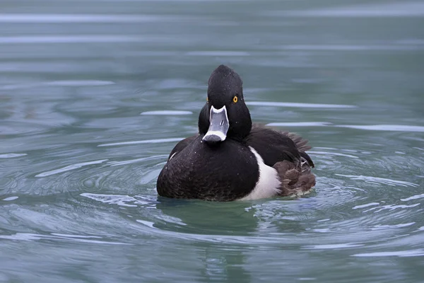 Großaufnahme Einer Männlichen Ringhalsente Wasser — Stockfoto