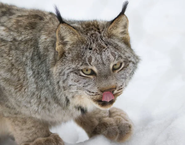 Kanada Lynx Vad Macska Közelről — Stock Fotó