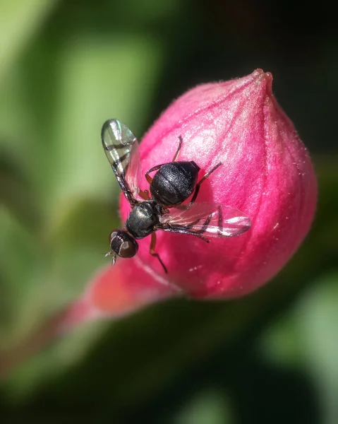 Macro Hermosa Mosca Brote Flores Fucsia Rosa Profundo — Foto de Stock