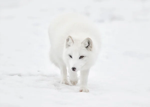 Close Vooraanzicht Van Poolvos Wandelen Sneeuw — Stockfoto