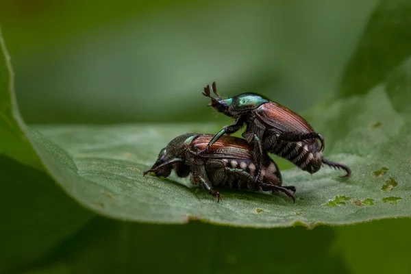 행동을 가까이 딱정벌레 — 스톡 사진