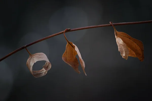 Tři Hnědé Listy Větvi Podzim Tmavém Pozadí — Stock fotografie