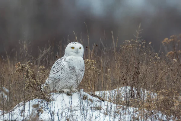 Snowy Owl Earth Mound Covered Snow Tall Grass Field — Stock Photo, Image