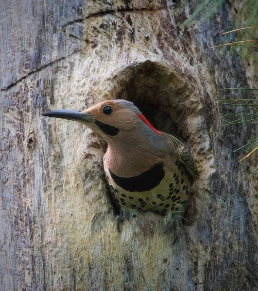 Northern Flicker Specht Steekt Kop Uit Zijn Boomholennest — Stockfoto