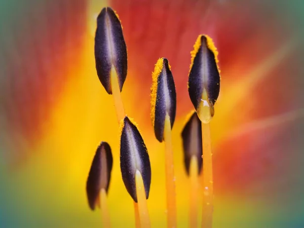 Extrémní Zblízka Den Lily Květinové Srdce Ukazující Tyčinky Pyl — Stock fotografie