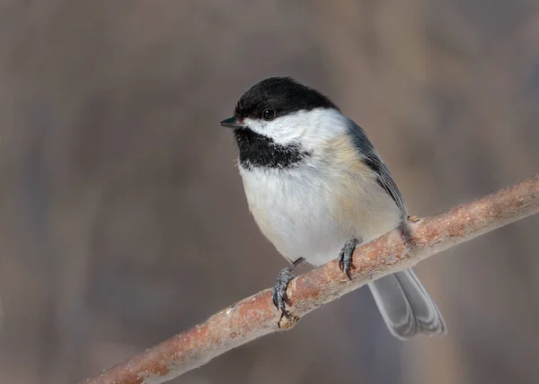 Gros Plan Mésange Capuchon Noir Sur Branche Arbre — Photo