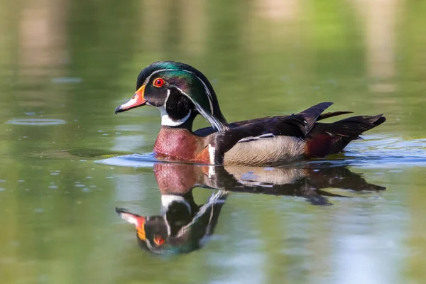 Pato Madera Macho Colorido Cerca Reflejo Agua — Foto de Stock