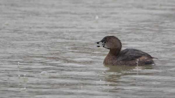 Pied Billed Grebe Water Heavy Rain — Stock fotografie