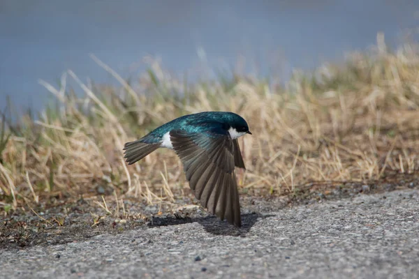 Close Tree Swallow Flying Very Close Ground — Stock Photo, Image