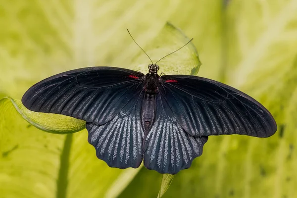Papillon Grand Mormon Mâle Noir Sur Feuilles Vertes — Photo