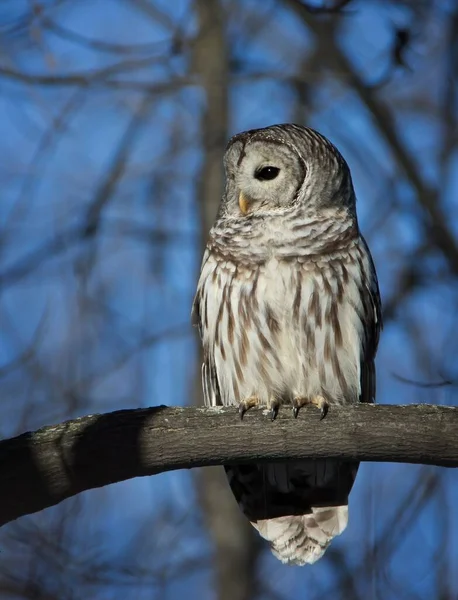 Barred Owl Tree Branch Winter Sunlight — Stock Photo, Image