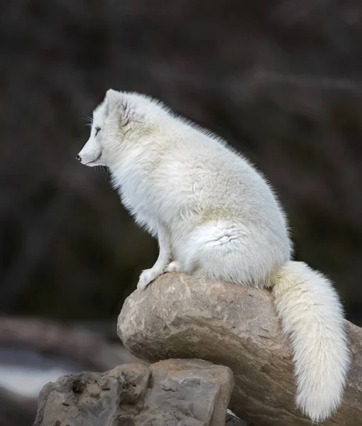 Seitenansicht Des Polarfuchses Auf Einem Steinhaufen Sitzend — Stockfoto