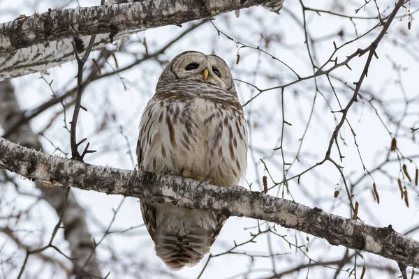 Low Angle View Close Barred Owl Birch Tree Branch — Stock Photo, Image