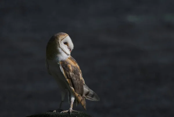 Gros Plan Hibou Des Clochers Sur Rocher Crépuscule — Photo