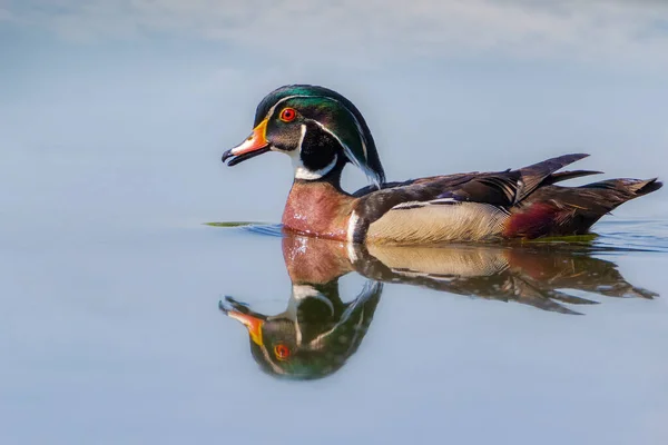 Närbild Färgglada Manliga Wood Duck Och Reflektion Över Vatten — Stockfoto