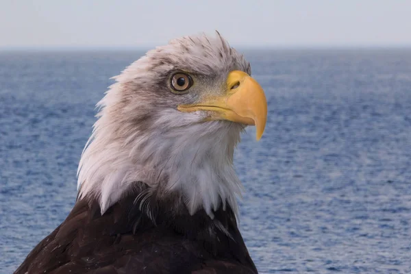 Bald Eagle Närbild Porträtt Med Blå Vatten Horisont Bakgrund — Stockfoto