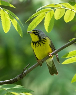 Ağaç dalına tüneyen Kanada Warbler 'ını kapatın