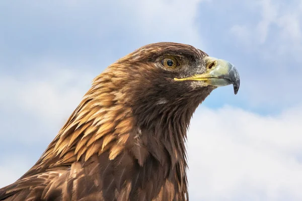 Golden Eagle Huvud Extrem Närbild Porträtt Mot Blå Himmel — Stockfoto