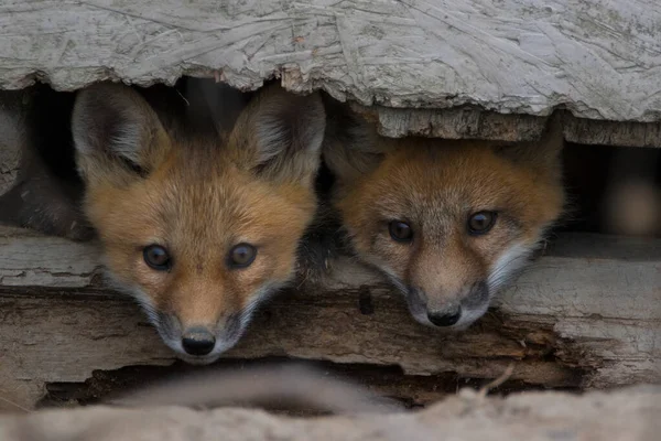 Zwei Fuchsbabys Lugen Aus Altem Scheunenversteck — Stockfoto