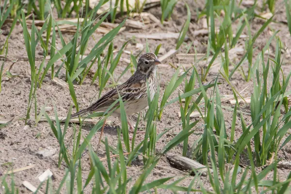 Close Vesper Sparrow Walking Sparse Grass Field — Stock fotografie